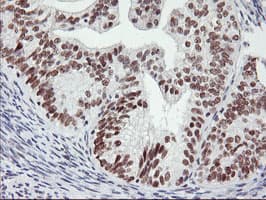 USP7 / HAUSP Antibody (clone OTI3C1)