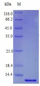 Human BTC / Betacellulin Protein (Recombinant)