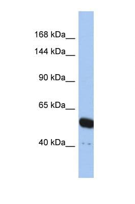 TRPV4 Antibody (N-Terminus)
