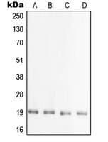 PRAF2 Antibody (C-Terminus)