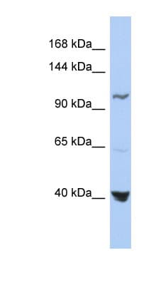 MTHFD1 Antibody (aa863-912)