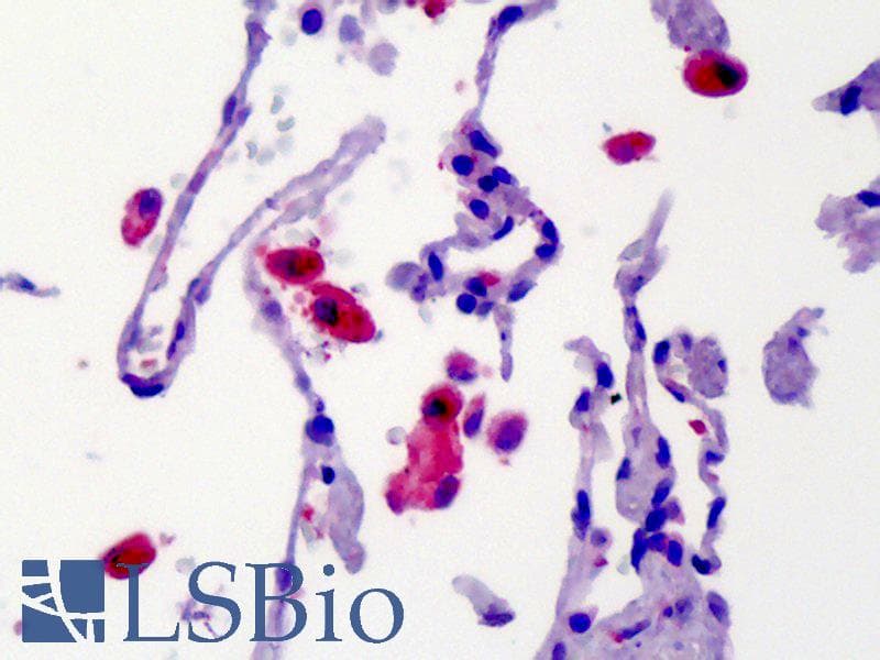 IHC-plus™ Polyclonal Rabbit anti-Rat CAMK2 / CAMKII Antibody (IHC, WB)