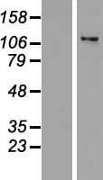 ZNF217 Protein (Over-Expression Lysate Myc-DDK (Flag))