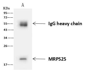 MRPS25 Antibody