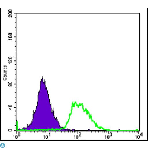 PODXL / Podocalyxin Antibody