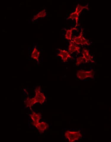PFDN1 Antibody