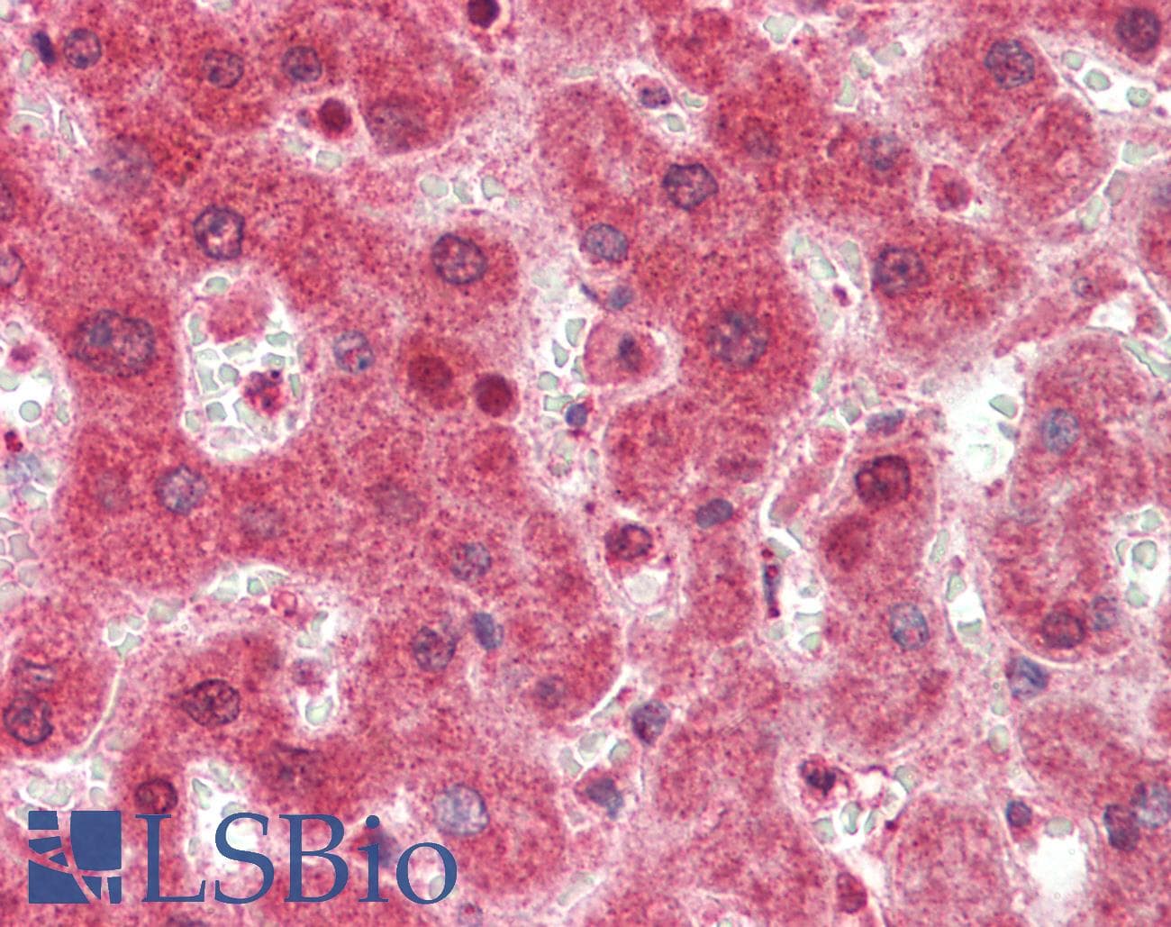 ZNF296 / ZNF342 Antibody (aa300-349)