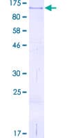 Human CD44 Protein (Recombinant GST)