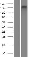 ATP8B4 Protein (Over-Expression Lysate Myc-DDK (Flag))