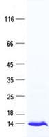 Human MED11 Protein (Recombinant His, N-Terminal)