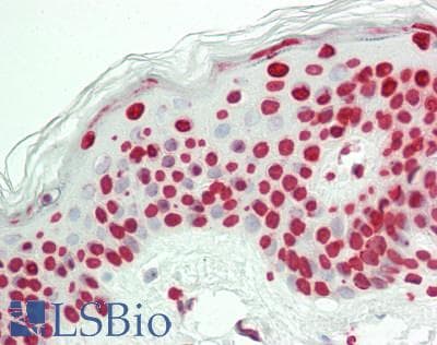 Polyclonal Rabbit anti-Human Histone H3 Antibody (aa1-136, IHC, WB)