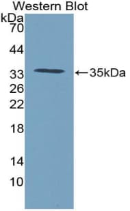 CTGF Antibody (aa25-348, Biotin)