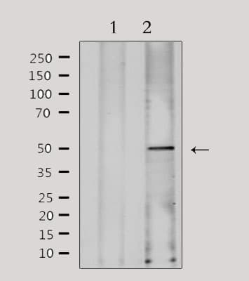FKRP Antibody (N-Terminal)