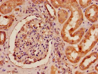 EPHA4 / EPH Receptor A4 Antibody