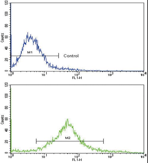 c-Kit / CD117 Antibody (aa9-40)