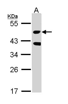 STK24 / MST3 Antibody (aa137-231)