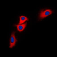 BNIP2 Antibody (C-Terminus)
