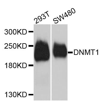 Polyclonal Rabbit anti-Human DNMT / DNMT1 Antibody (IHC, IF, WB)