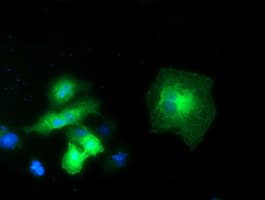 EXD1 Antibody (clone OTI1A2)