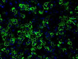 CISD1 Antibody (clone OTI4G3)