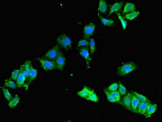 Polyclonal Rabbit anti-Human FCHO2 Antibody (IF, WB)