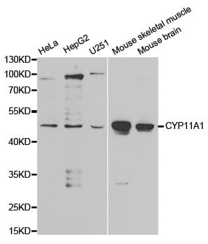 P450SCC / CYP11A1 Antibody