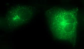 SCAMP2 Antibody (clone OTI3C2)