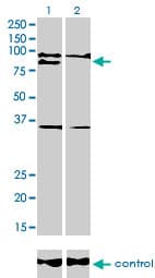 RNF141 Antibody (clone 6D9)