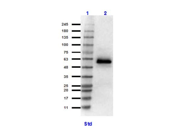 HSF1 Antibody (N-Terminus)