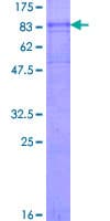 Human CHRNA3 Protein (Recombinant GST)