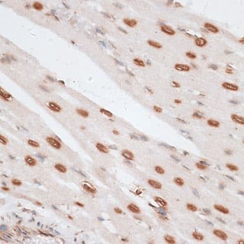 H2AFX / H2AX Antibody