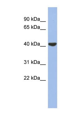 Polyclonal Rabbit anti-Human GJD4 / CX40.1 / Connexin 40.1 Antibody (aa287-336, WB)