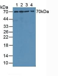 MMP1 Antibody (aa98-275)