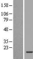 INSL5 Protein (Over-Expression Lysate Myc-DDK (Flag))