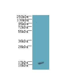 LSM7 Antibody