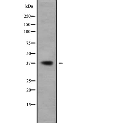 BCL2L14 / BCL-G Antibody