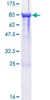 Human DPYSL3 / CRMP4 Protein (Recombinant GST)