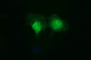 IDO1 / IDO Antibody (clone OTI2C2)