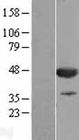 CNPase Protein (Over-Expression Lysate Myc-DDK (Flag))
