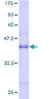 Human GEMIN7 Protein (Recombinant GST)