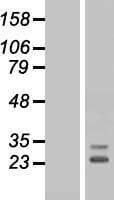 FGF10 Protein (Over-Expression Lysate Myc-DDK (Flag))