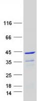 Human Luc7 / LUC7L Protein (Recombinant Myc-DDK (Flag))