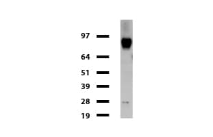 FOLH1 / PSMA Antibody (clone UMAB25, Carrier-free)