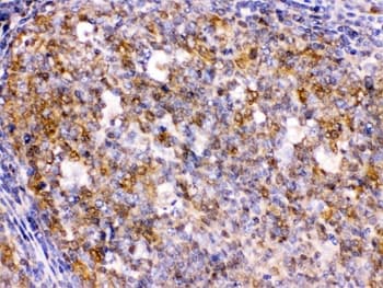 BCAR3 Antibody