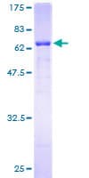 Human FBXO2 Protein (Recombinant GST)