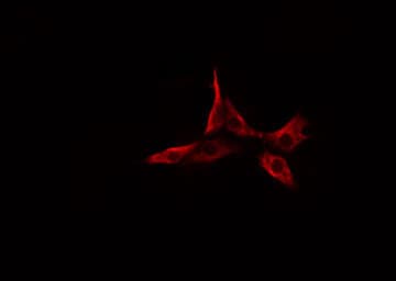 CYP2A6 Antibody