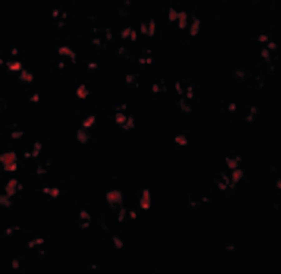 IHC-plus™ BCL10 / BCL-10 Antibody
