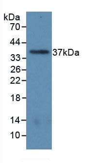 ARG1 / Arginase 1 Antibody (APC)