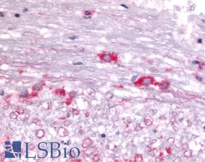 PathPlus™ DUSP22 / JSP 1 Antibody (Internal)
