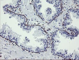 Monoclonal Mouse anti-Human TMEM173 / STING Antibody (clone 1A7, Carrier-free, IHC, WB)